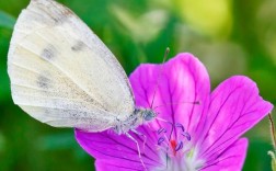 依米花为何能在绝境中绽放奇迹？