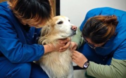 宠物辅导真能治愈心灵吗？