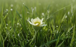 苔花绽放新时代，平凡如何铸非凡？