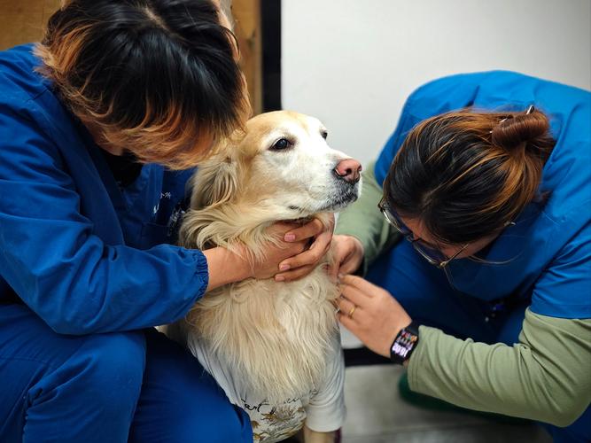 宠物辅导真能治愈心灵吗?-图1 宠物辅导真能治愈心灵吗?-图1