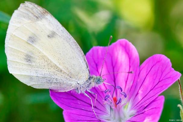 依米花为何能在绝境中绽放奇迹？-图1