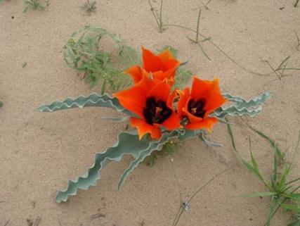 依米花为何能在绝境中绽放奇迹？-图2