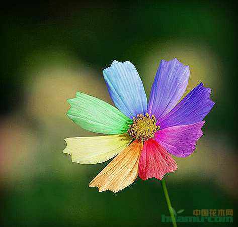 依米花为何能在绝境中绽放奇迹？-图3