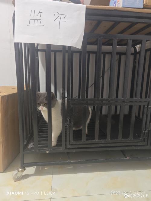 辅导猫查寝效果如何？学生怎么看？-图3