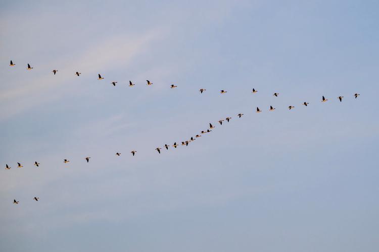 雁阵议论文-图1