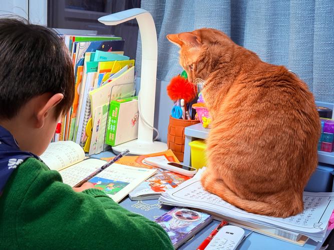 辅导导猫？猫咪也需要辅导吗？-图1